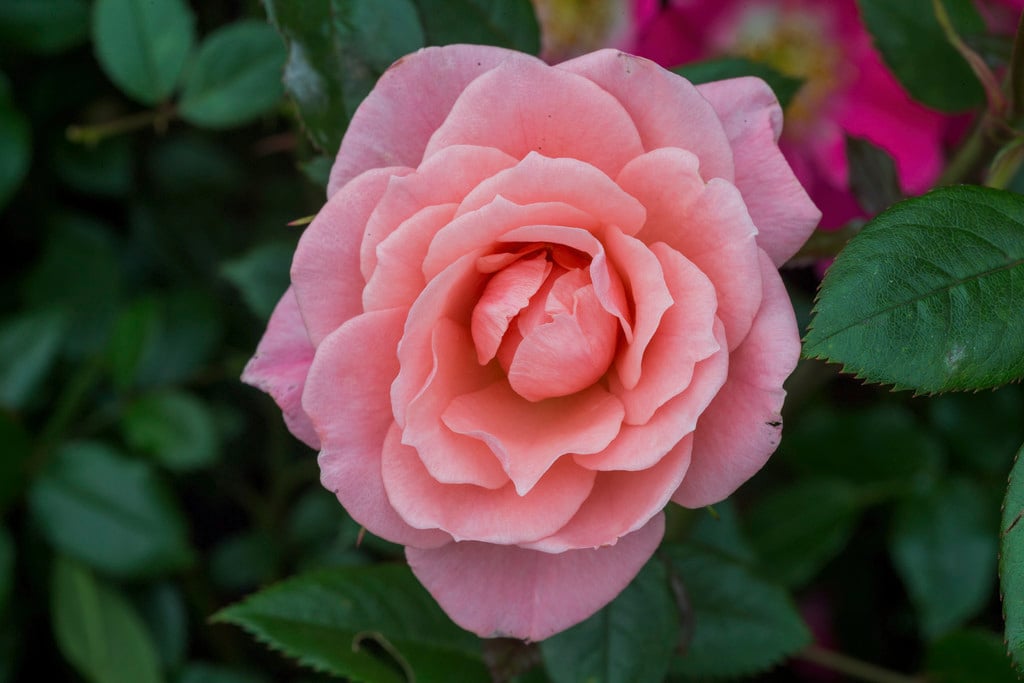 Rosa 'Star Performer'PBR (ClPatio)