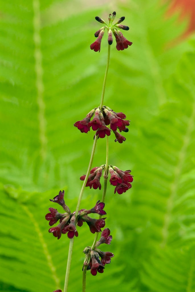 Primula wilsonii (Pf)