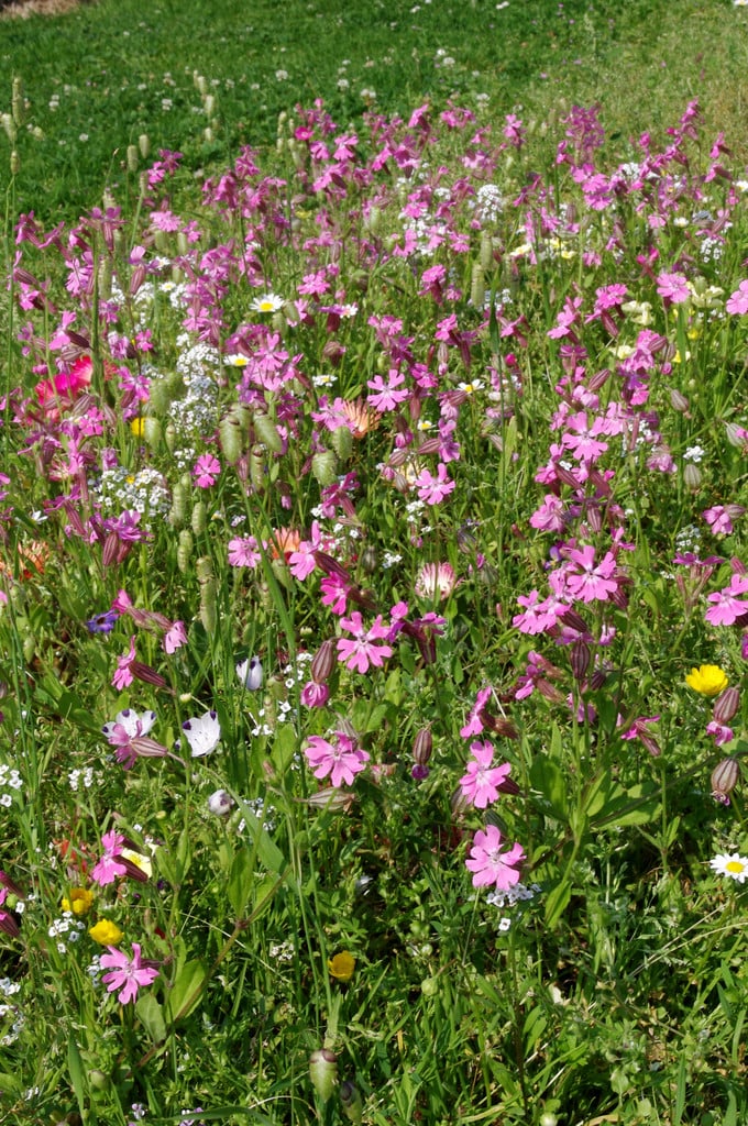 Silene dioica