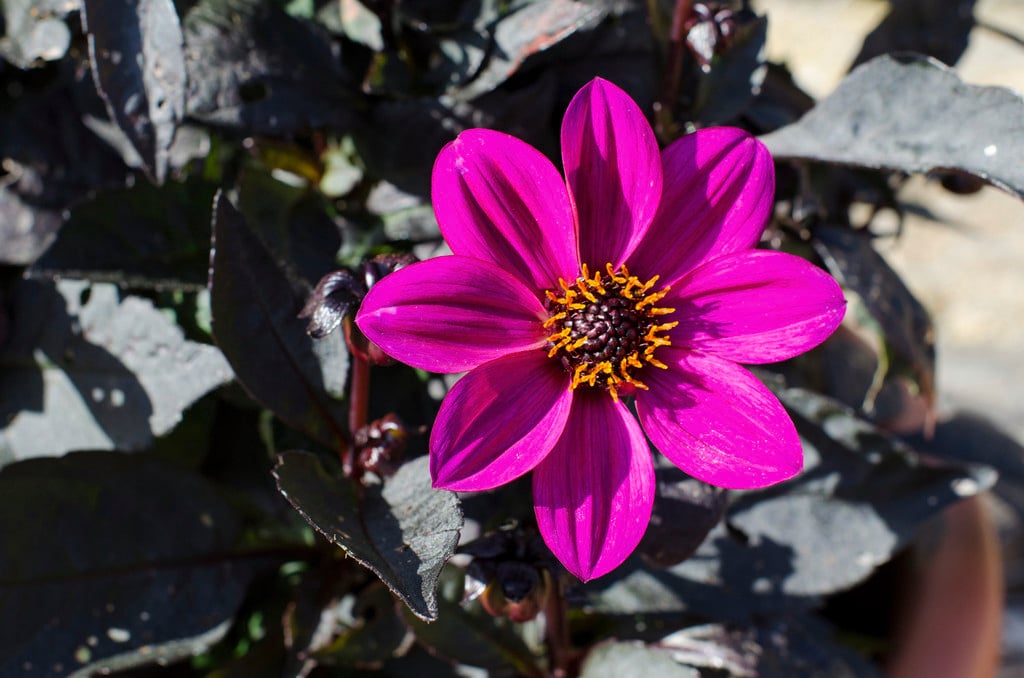 Dahlia Happy Days Purple ('Hdpu165') (Happy Days Series) (Sin)