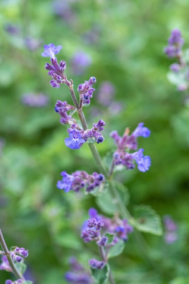 Nepeta × faassenii 'Kit Cat'