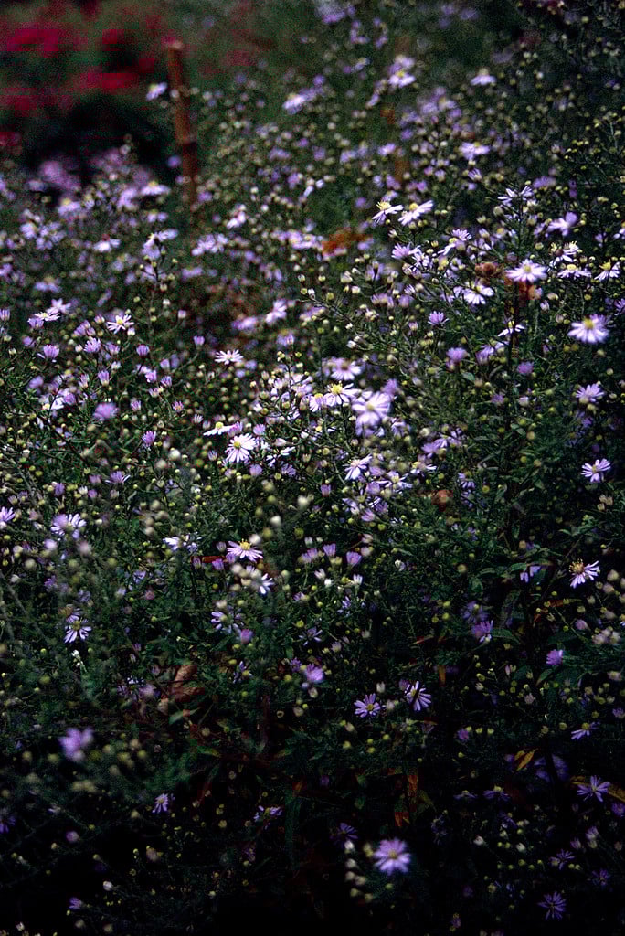 Symphyotrichum 'Photograph'