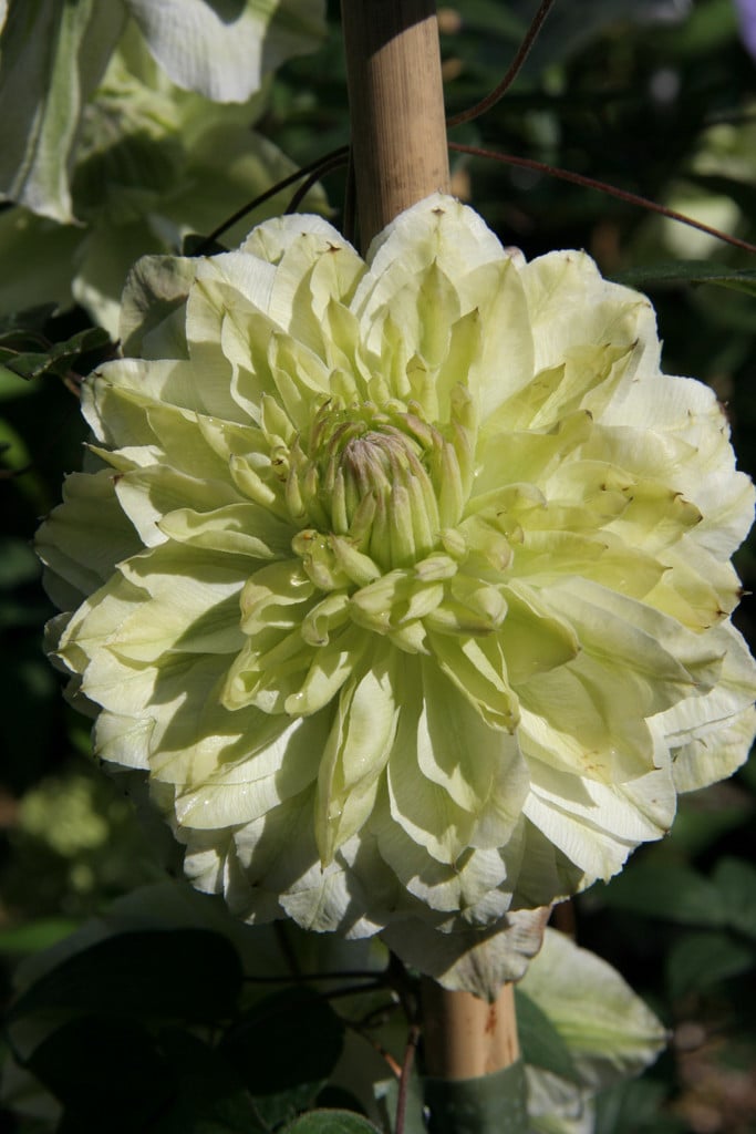 Clematis florida var. flore-pleno 'Plena' (d)