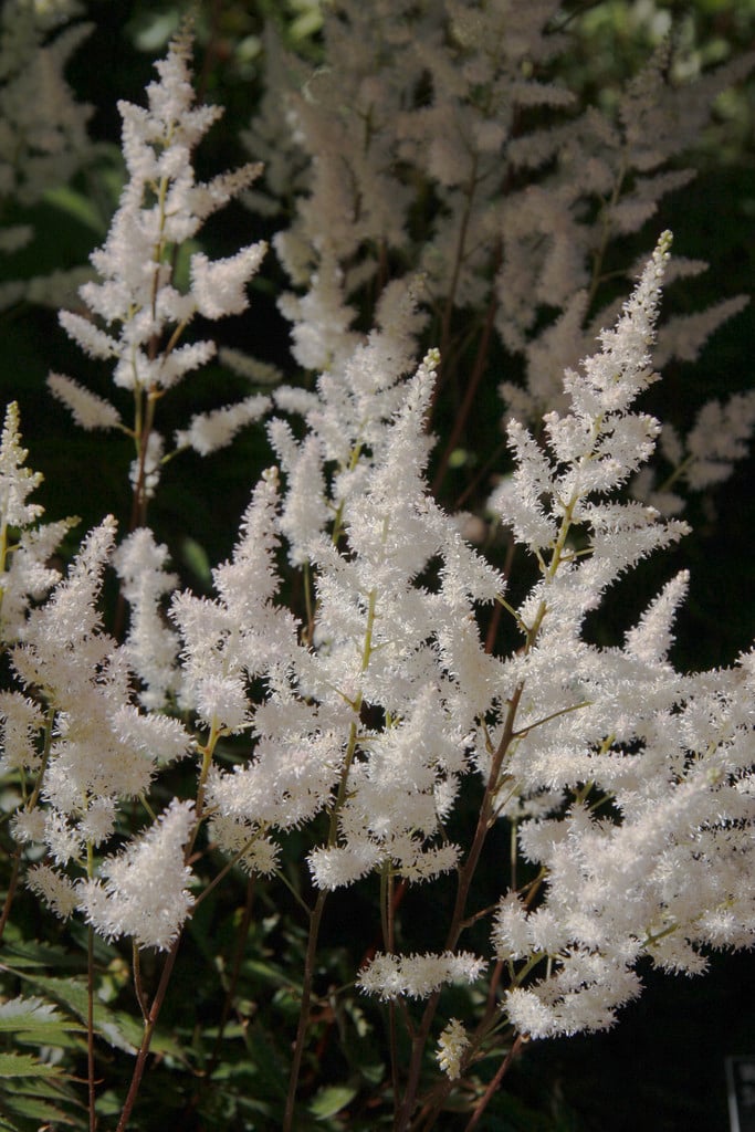 Tall Astilbes Rhs Gardening