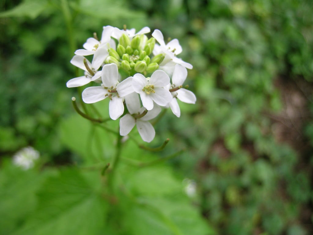Alliaria petiolata