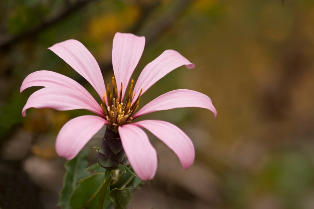 <i>Mutisia</i> <i>spinosa</i>