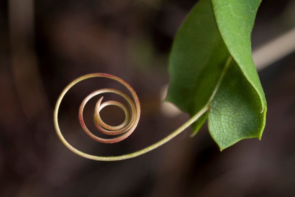 <i>Mutisia</i> <i>spinosa</i>