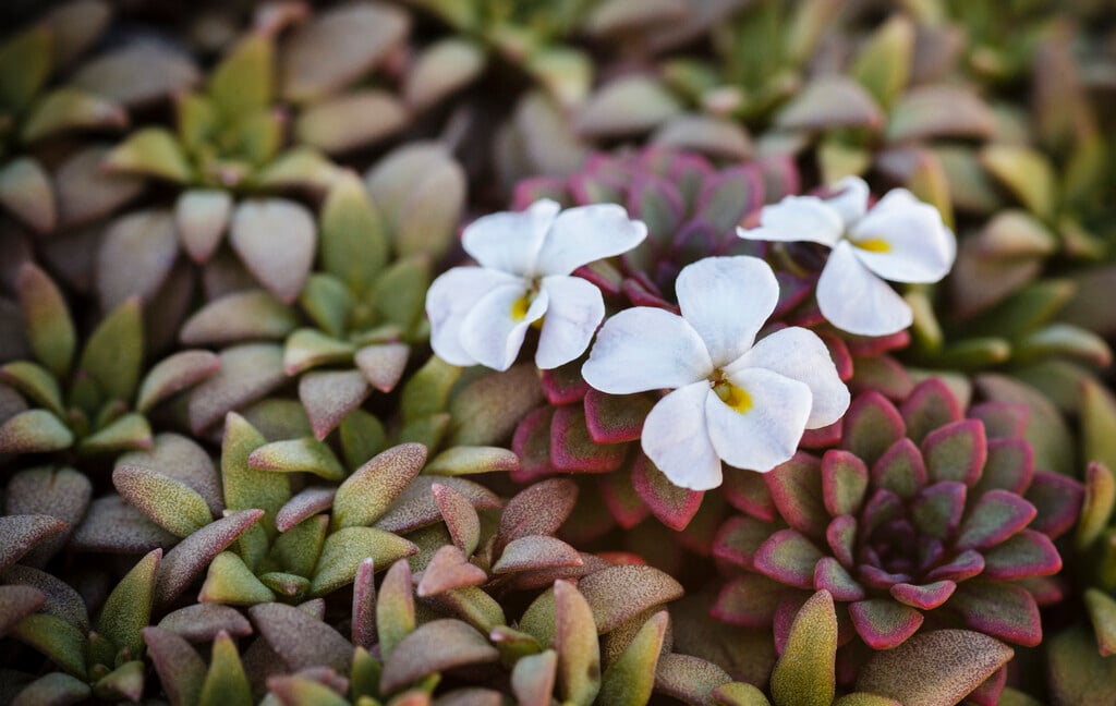 <i>Viola</i> <i>sacculus</i>
