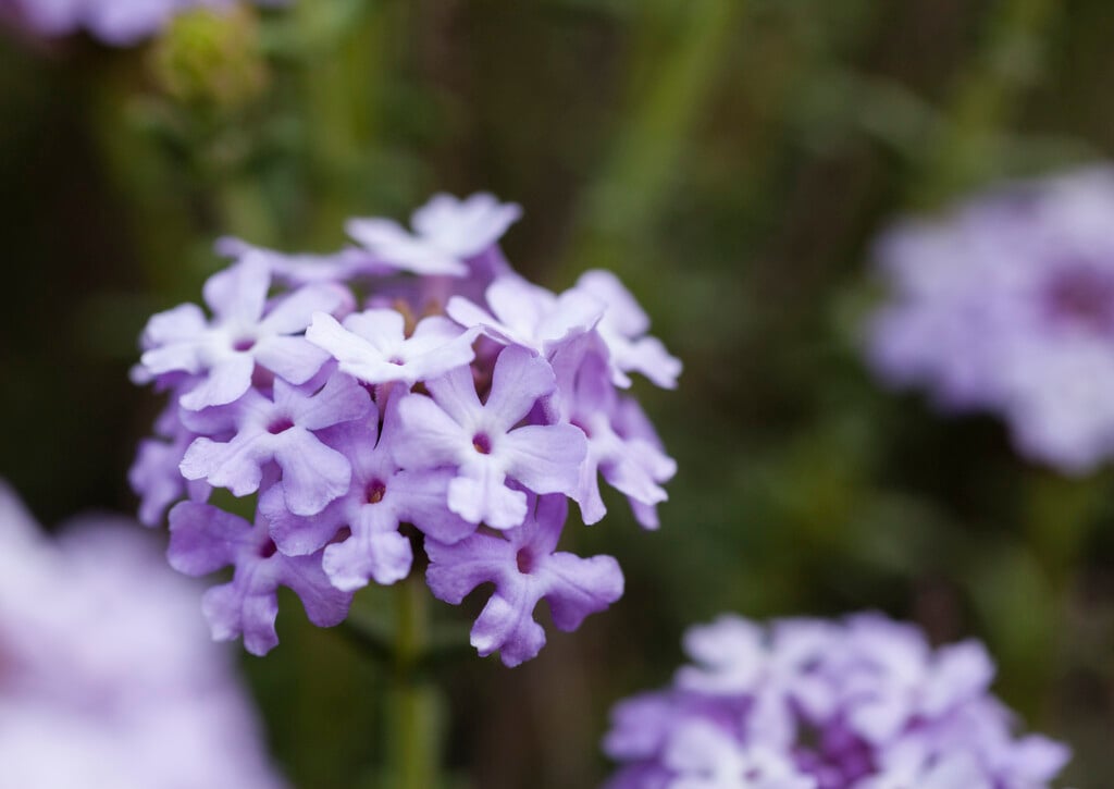 <i>Junellia</i> <i>succulentifolia</i>