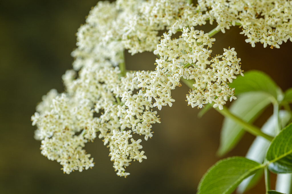 common elder
