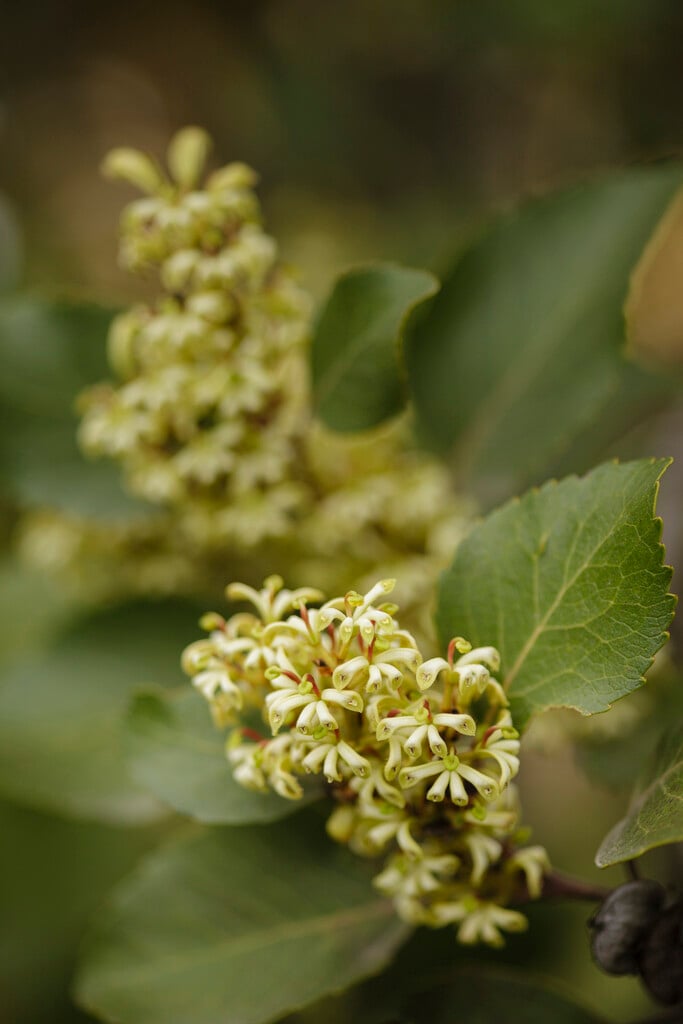<i>Lomatia</i> <i>hirsuta</i>