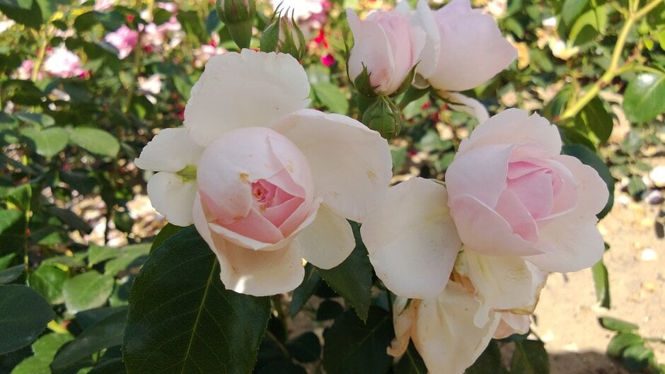 <i>Rosa</i> 'Cinderella' ambig. [1]