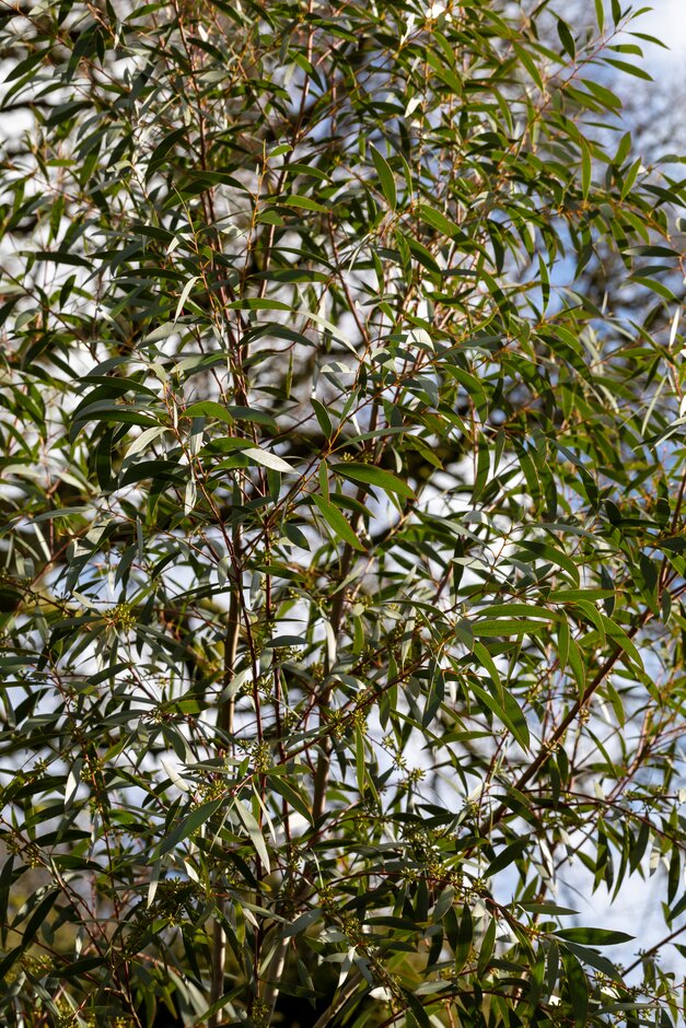 Wolgan snow gum