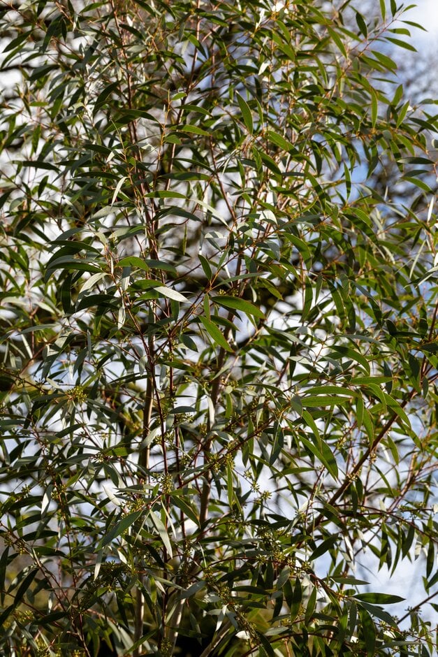 Wolgan snow gum