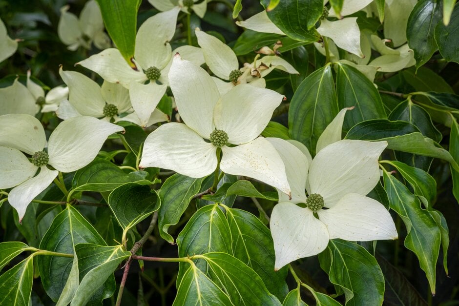 kousa 'Milky Way'