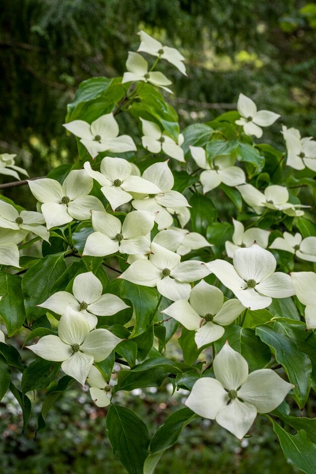 Chinese dogwood  'White Fountain'