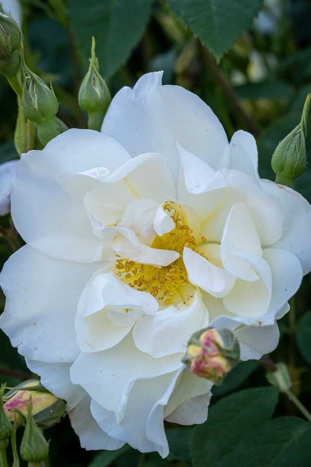 rose [Windrush]