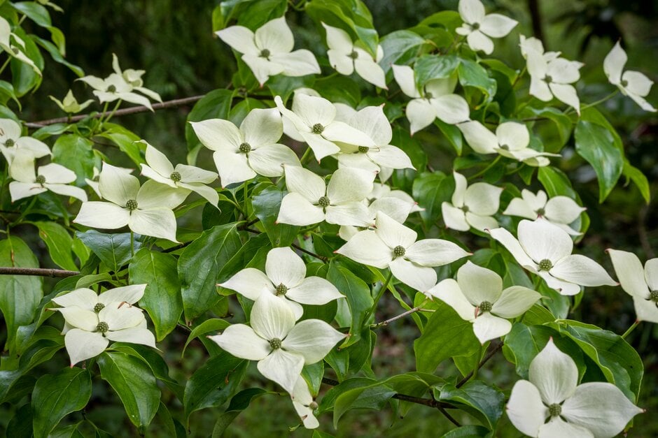 Chinese dogwood  'White Fountain'
