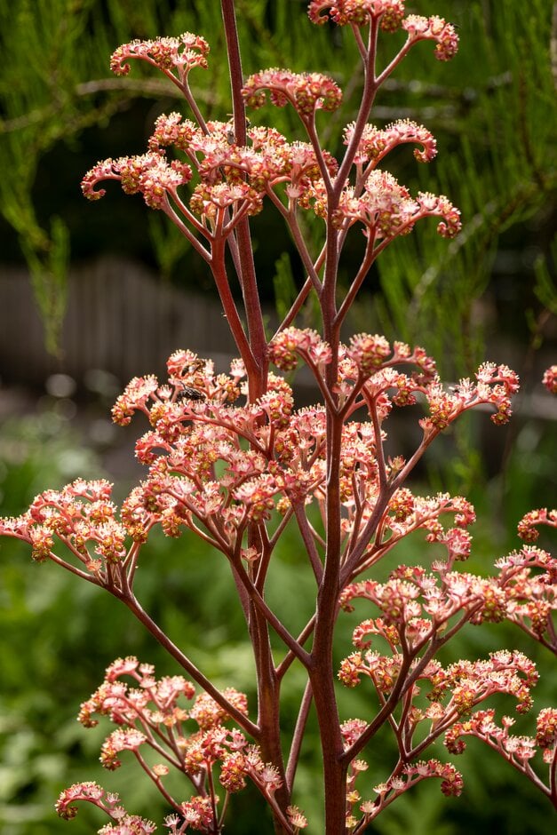 rodgersia 'Herkules'