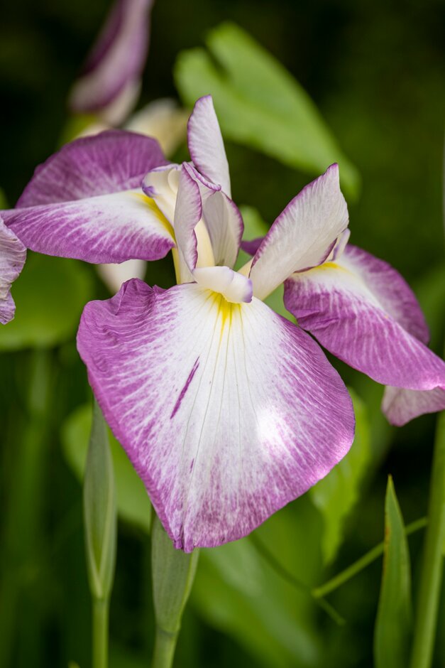 Japanese water iris 'Rowden Czarina'