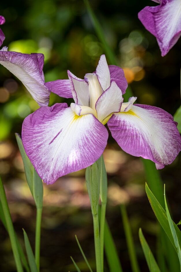 Japanese water iris 'Rowden Czarina'