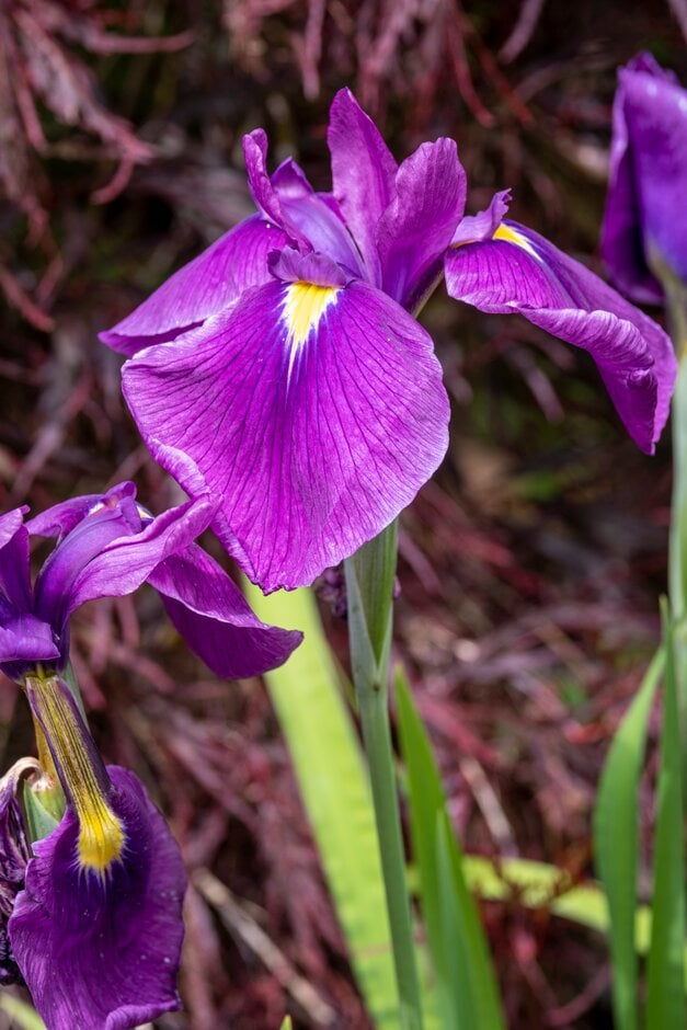 Japanese water iris 'Rowden Padisha'