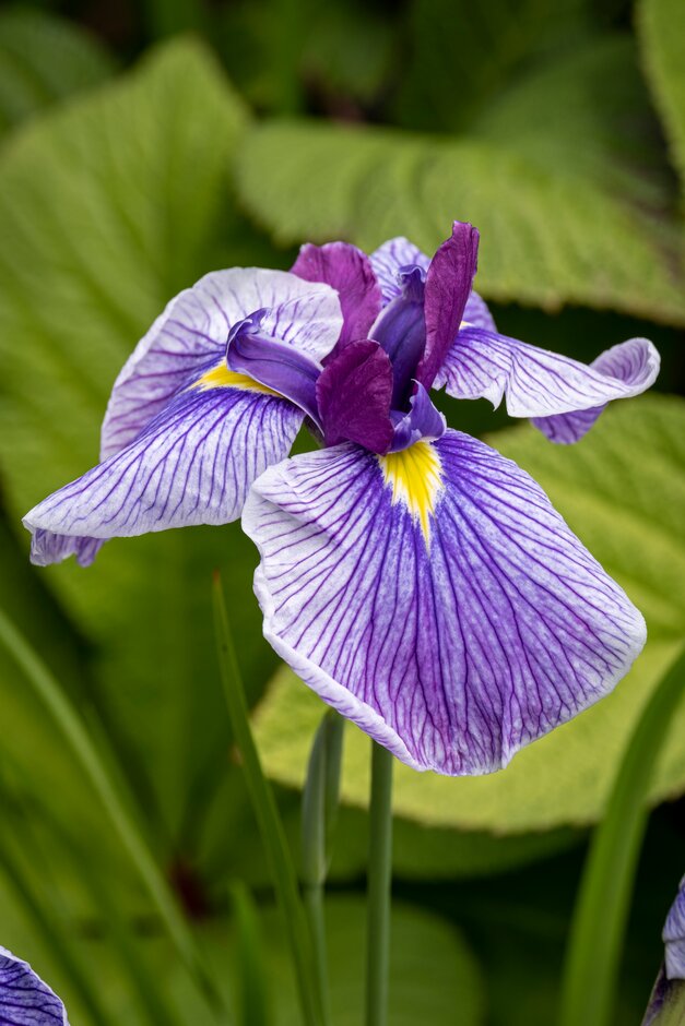 Japanese water iris 'Rowden Senator'