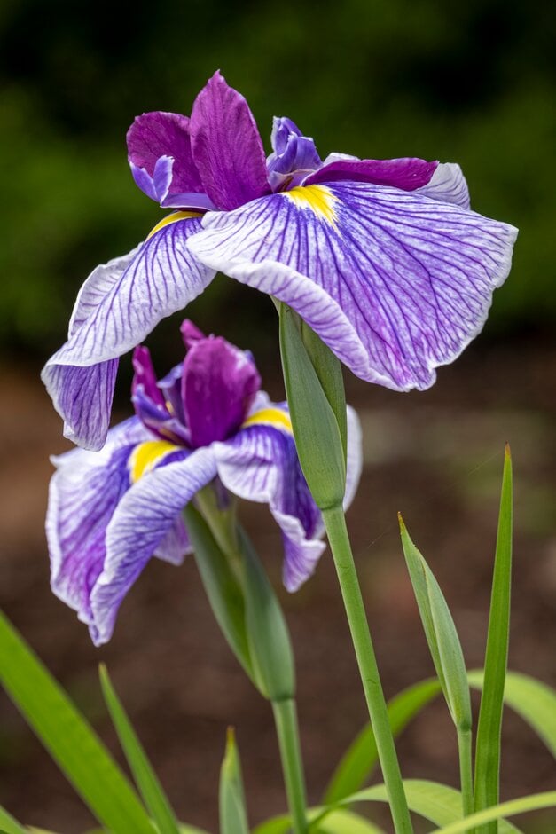 Japanese water iris 'Rowden Senator'