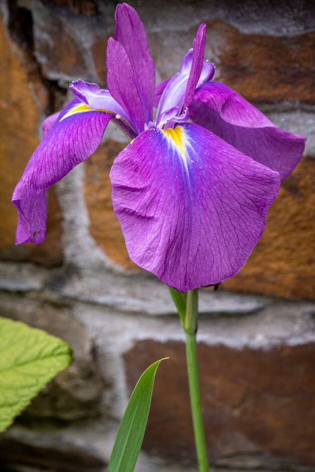 Japanese water iris 'Rowden Emperor'