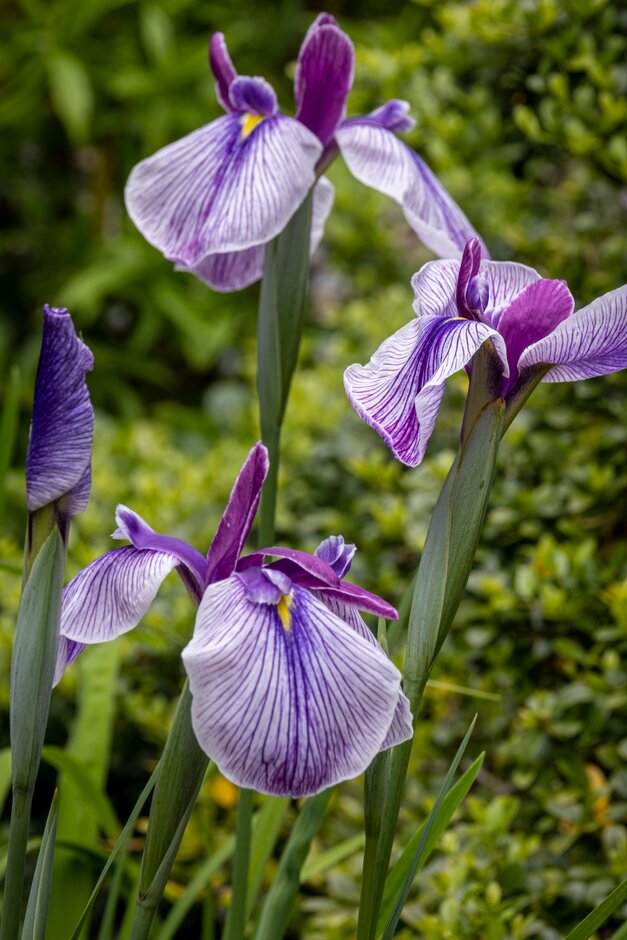Japanese water iris 'Rowden Sirdar'