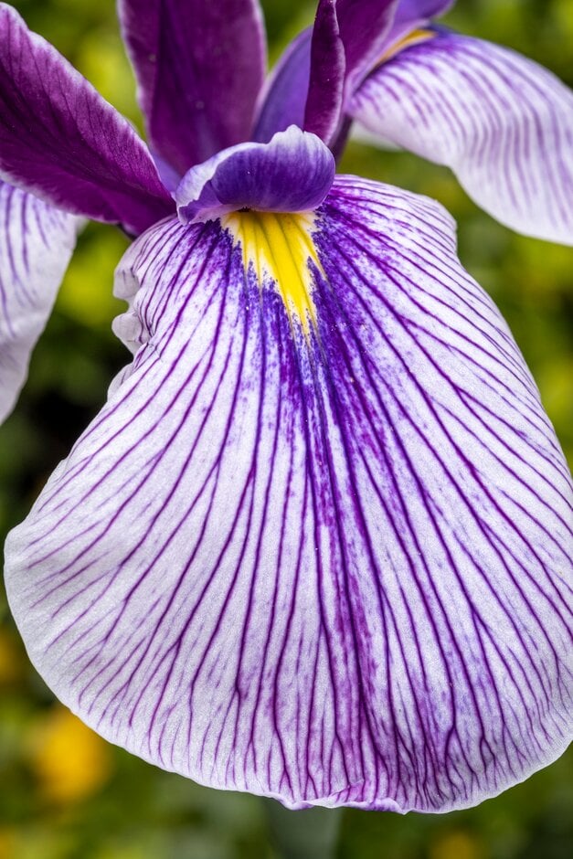 Japanese water iris 'Rowden Sirdar'