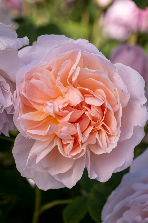 rose [Cottage Rose]
