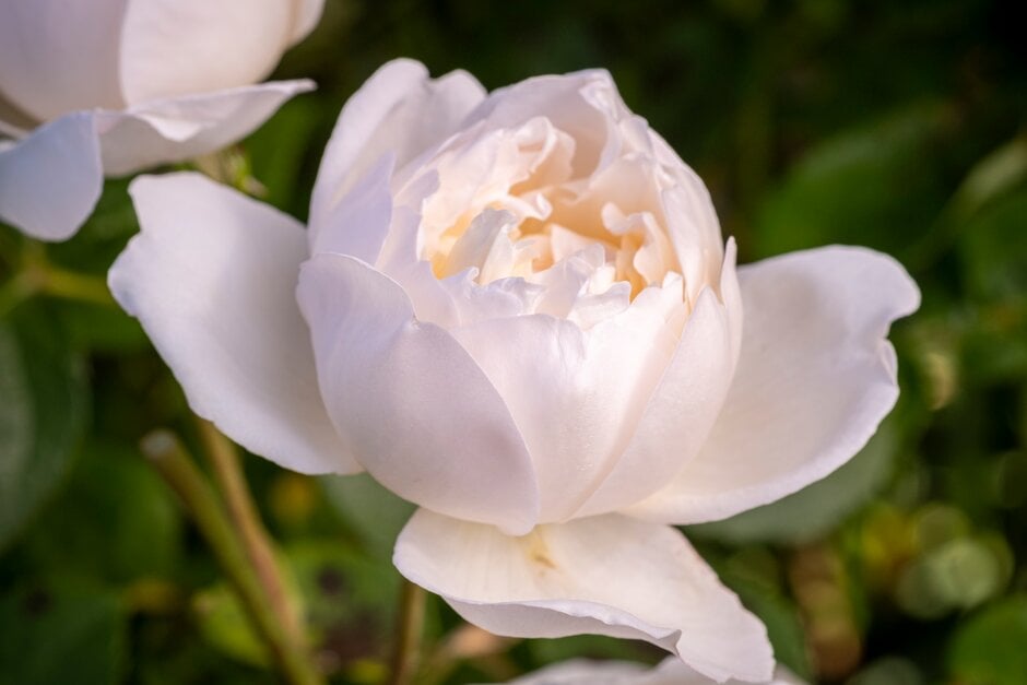 rose [Glamis Castle]