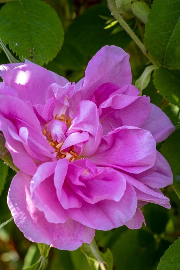 Rosa Autumn Damask autumn damask rose Roses/RHS Gardening