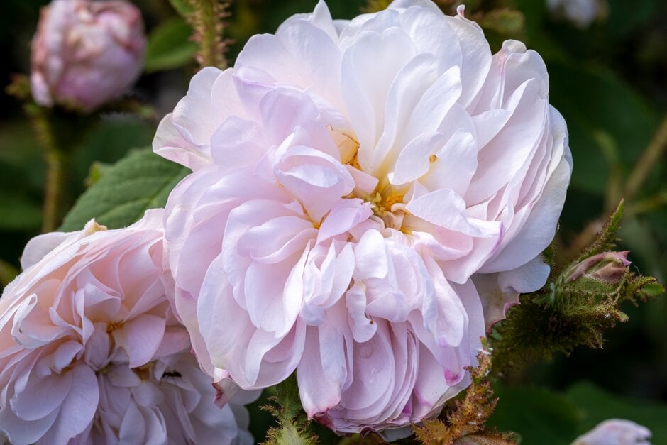 rose 'Comtesse de Murinais'