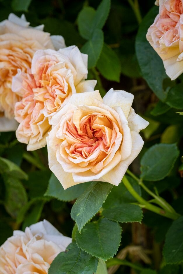 rose 'Alchymist'