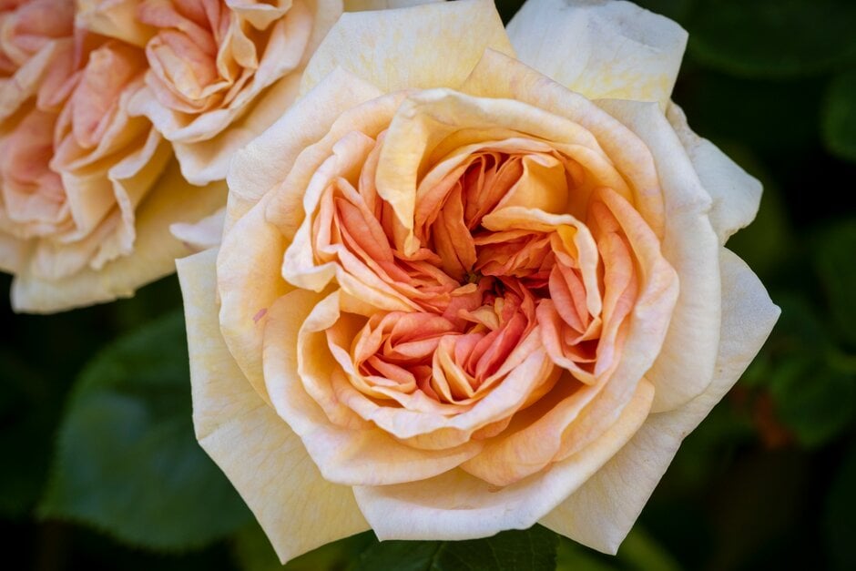 rose 'Alchymist'
