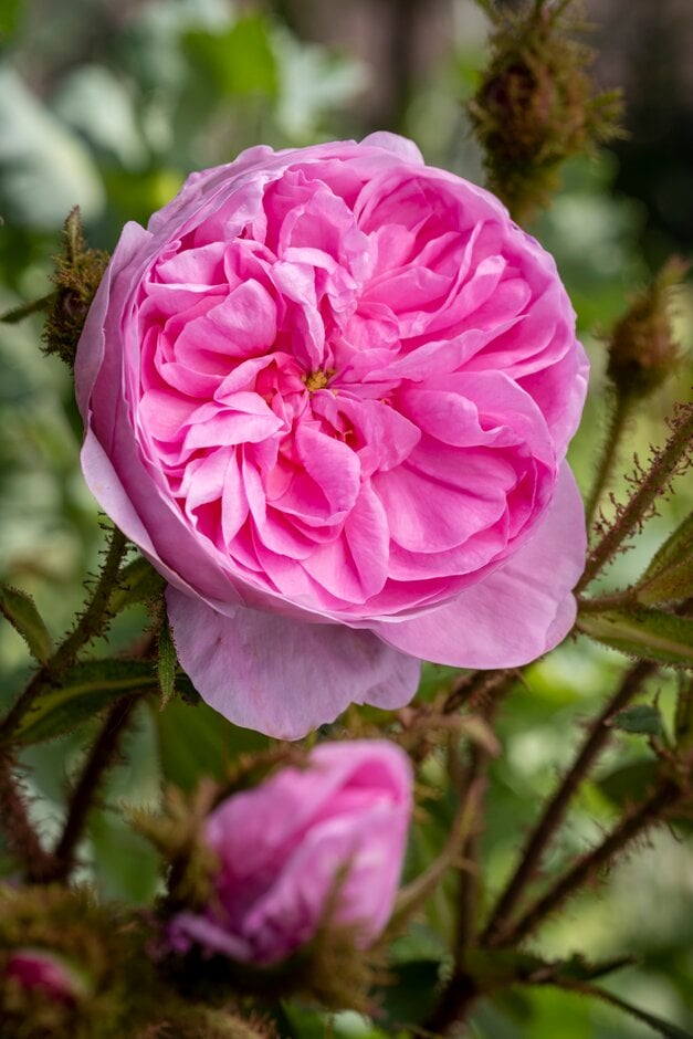 common moss rose