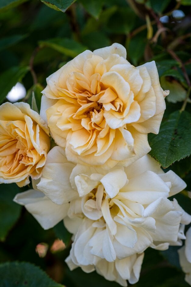 rose 'Alister Stella Gray'