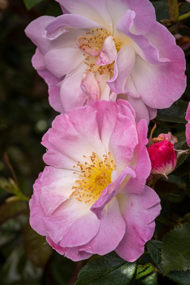rose 'Erfurt'