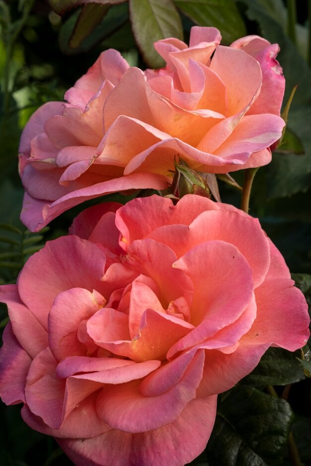 rose 'Evelyn May'