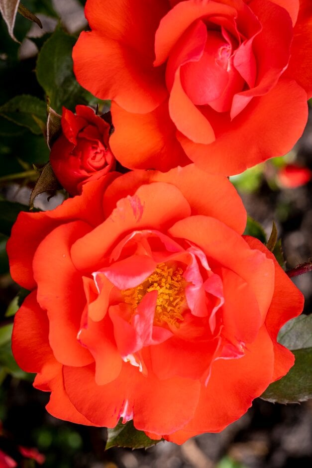 rose [Betty Harkness]