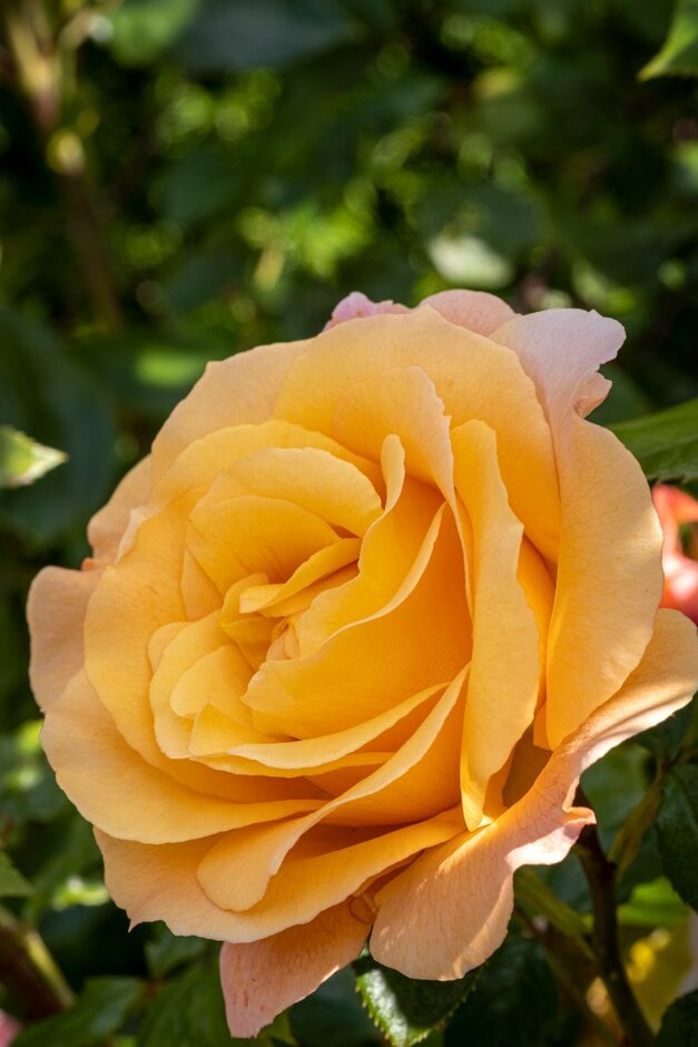 rose [Della Balfour]
