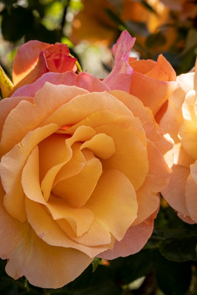 rose [Della Balfour]