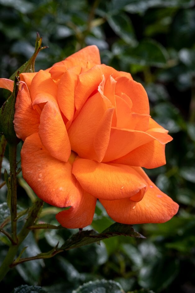 rose [Betty Harkness]