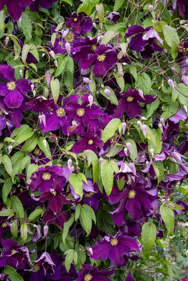 Jackman's clematis