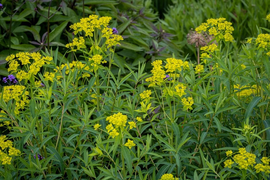horned spurge 'Goldener Turm'