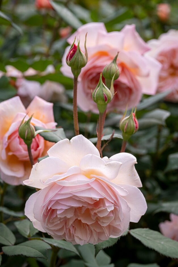 rose [A Shropshire Lad}