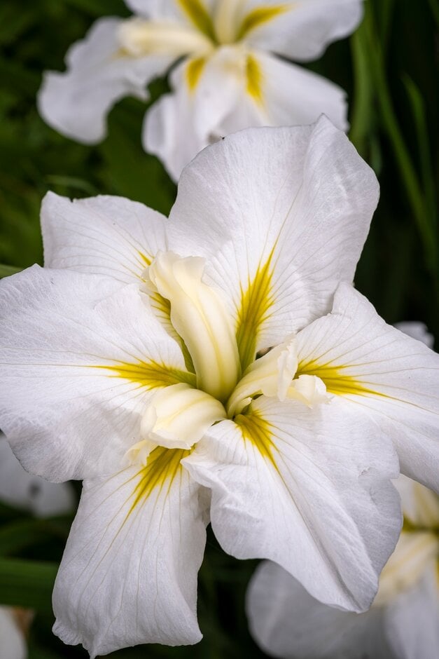 Japanese water iris 'Moonlight Waves'