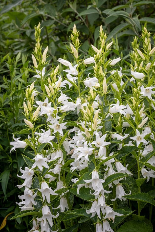 giant bellflower 'Alba'